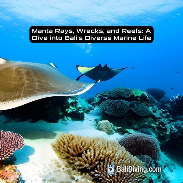 G:\Shared drives\BALI DIVING SRV1\MARKETING\9. Articles\article image\Manta Rays, Wrecks, and Reefs A Dive into Bali's Diverse Marine Life
